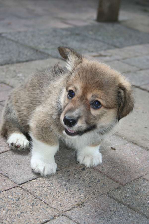 Puppies